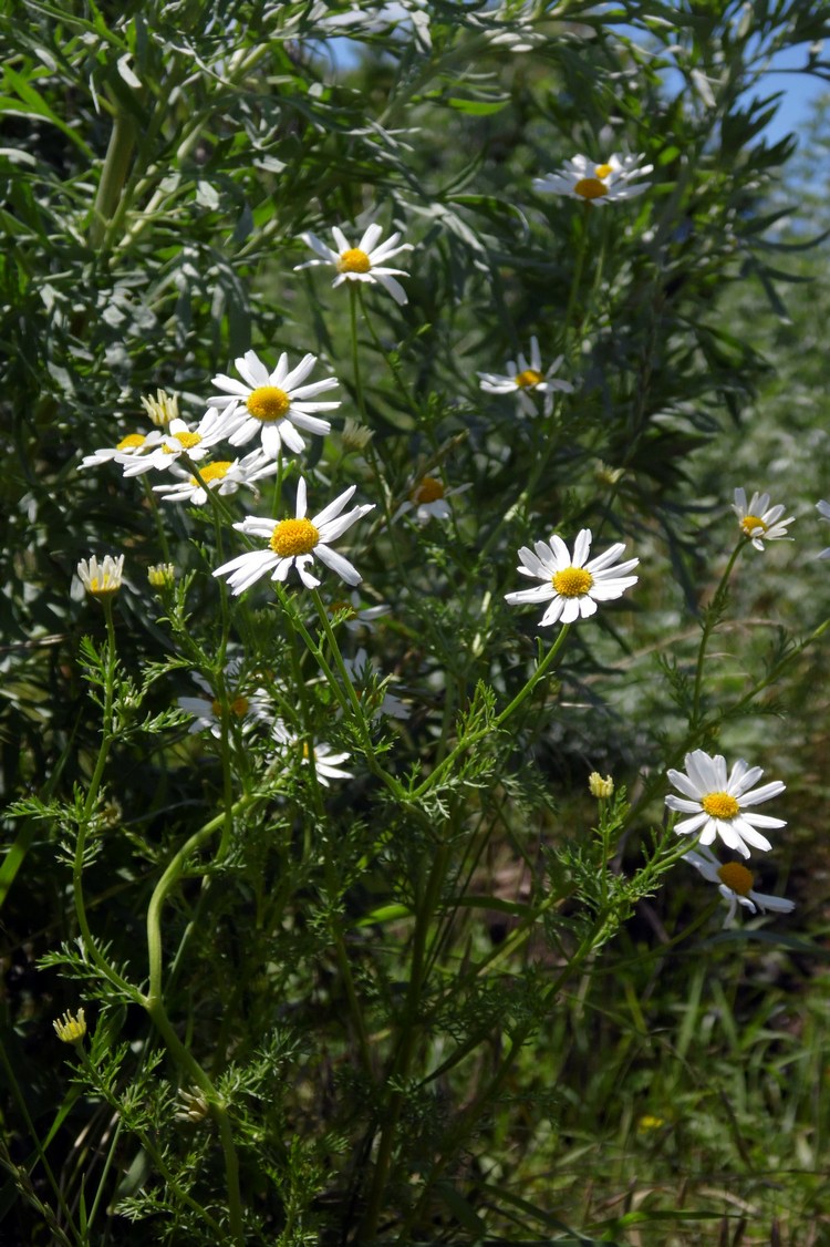 Image of Tripleurospermum inodorum specimen.