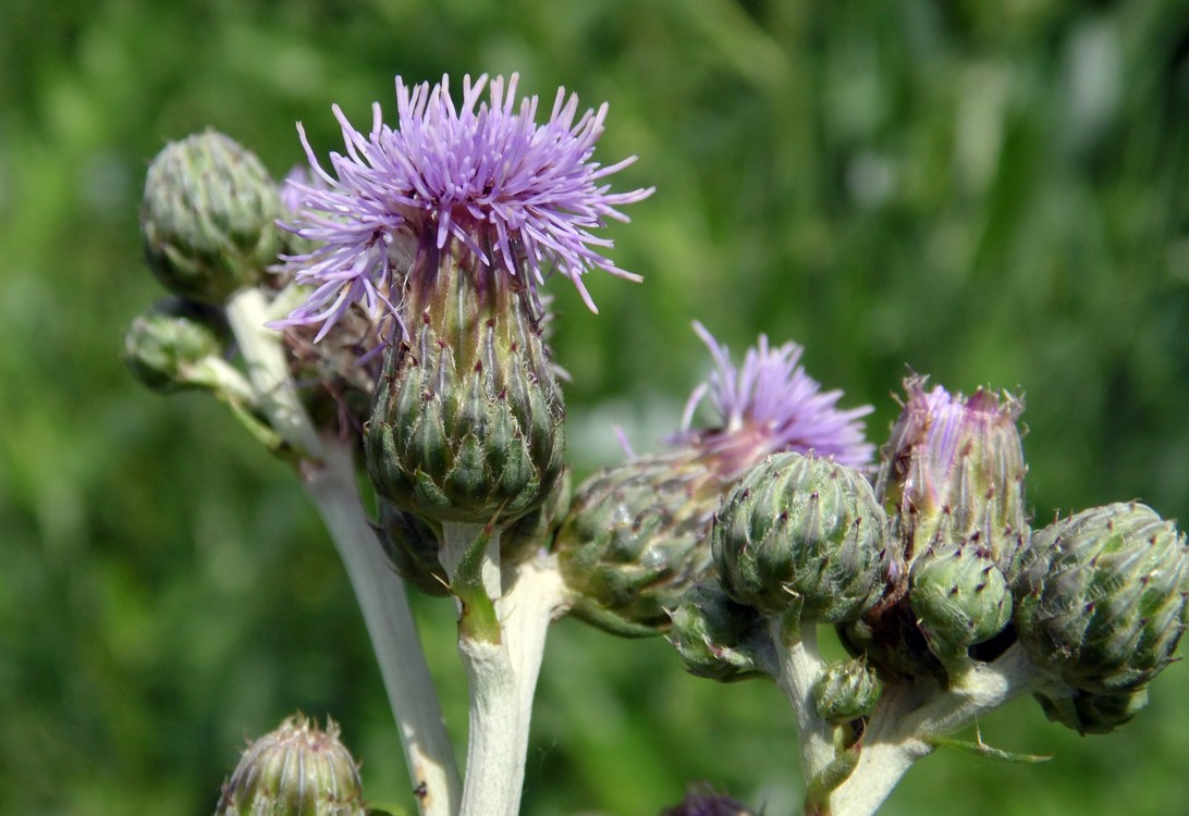 Изображение особи Cirsium incanum.