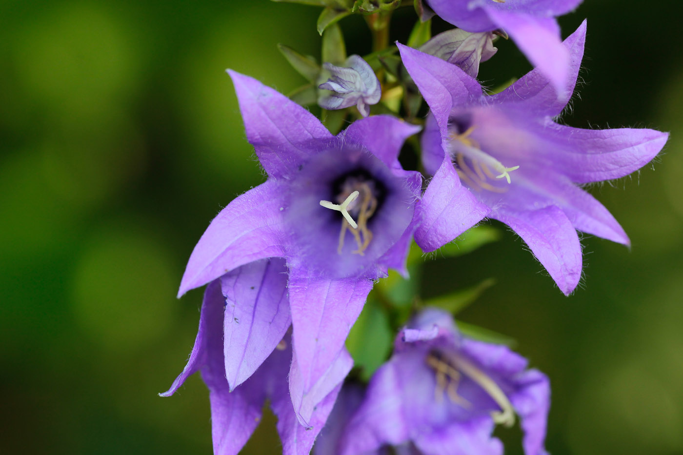 Image of Campanula latifolia specimen.