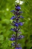 Ajuga reptans