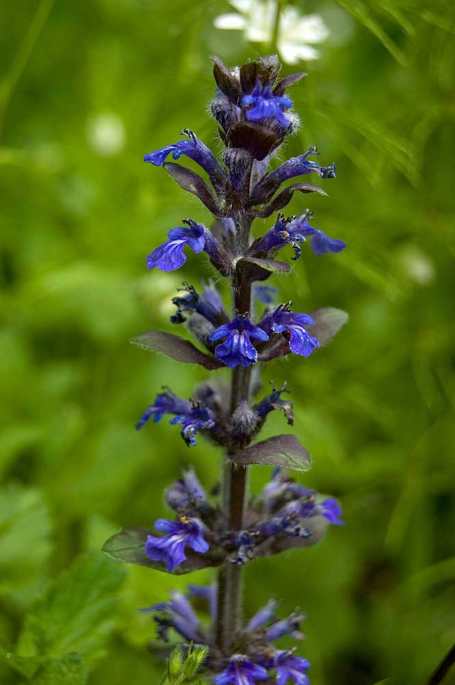Image of Ajuga reptans specimen.