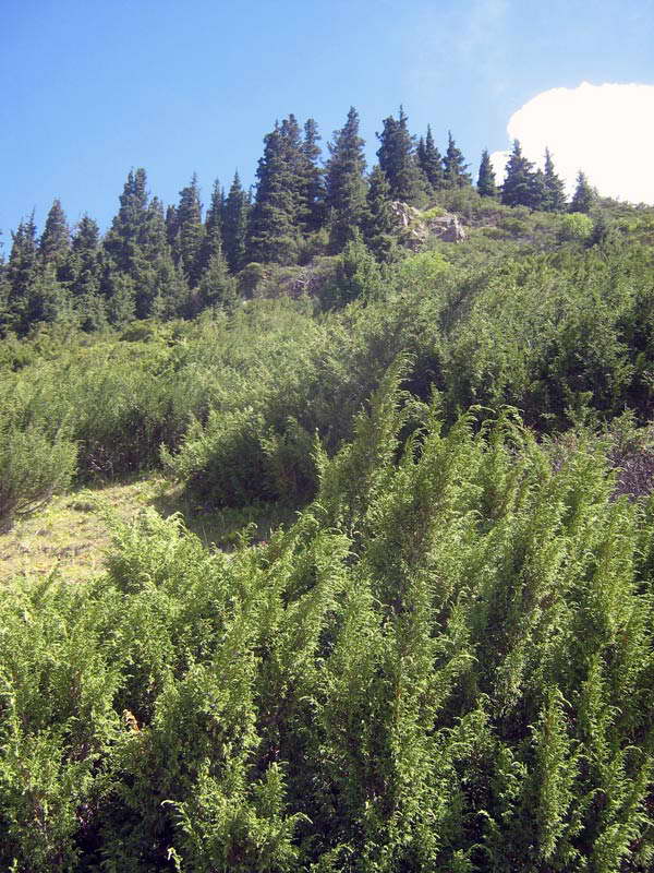 Изображение особи Juniperus pseudosabina.