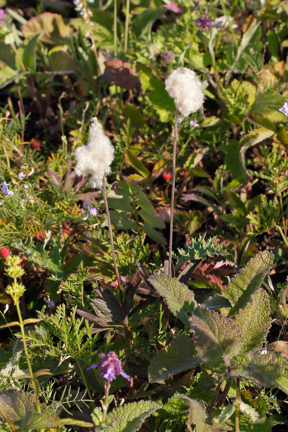 Изображение особи Anemone sylvestris.