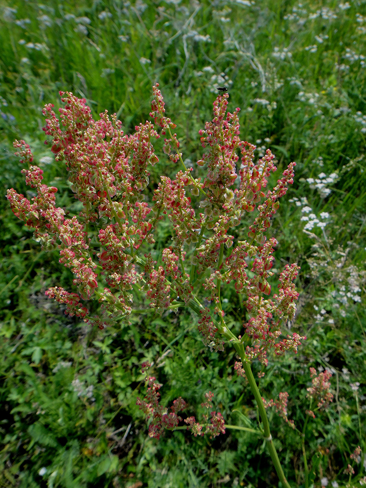 Image of Rumex acetosa specimen.