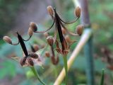 Geranium sibiricum