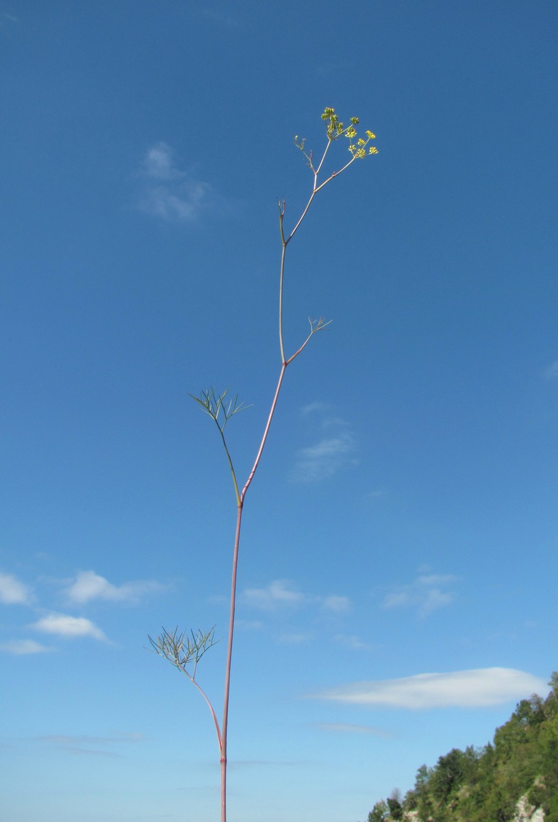 Изображение особи Peucedanum longifolium.