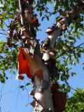 Betula dauurica