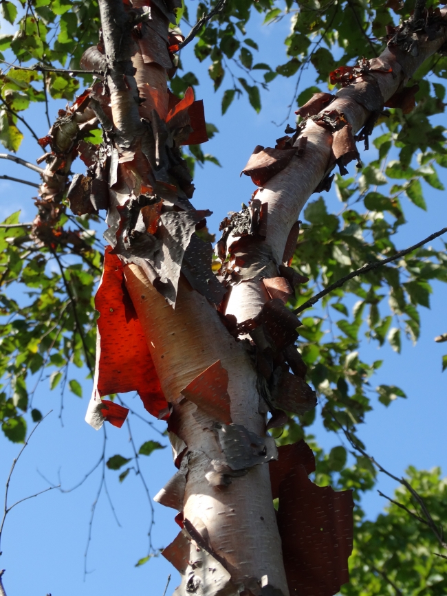 Image of Betula dauurica specimen.