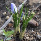 Crocus biflorus