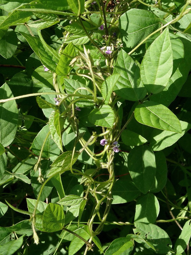 Изображение особи Glycine soja.