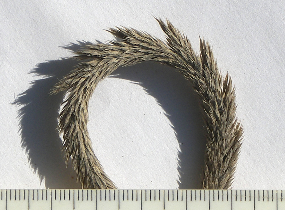 Image of Phleum tzvelevii specimen.