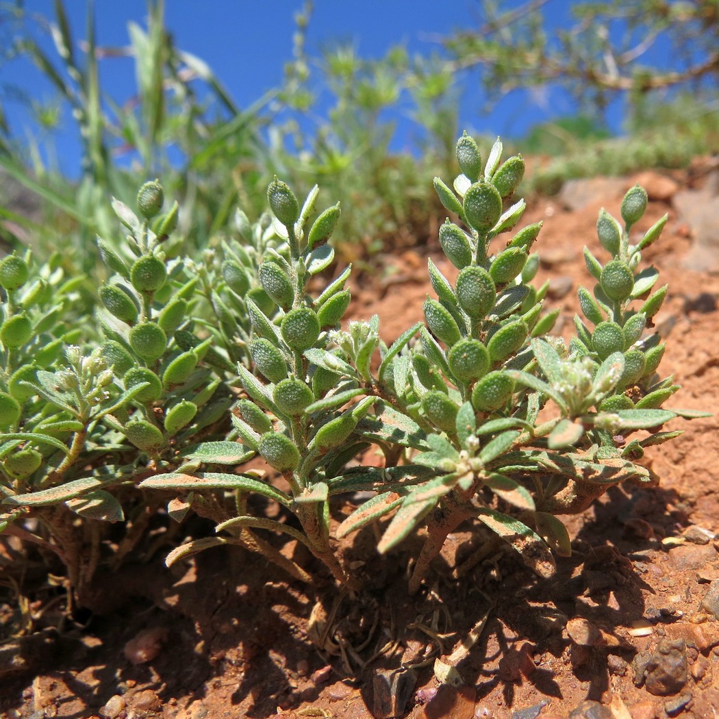 Изображение особи Alyssum szovitsianum.