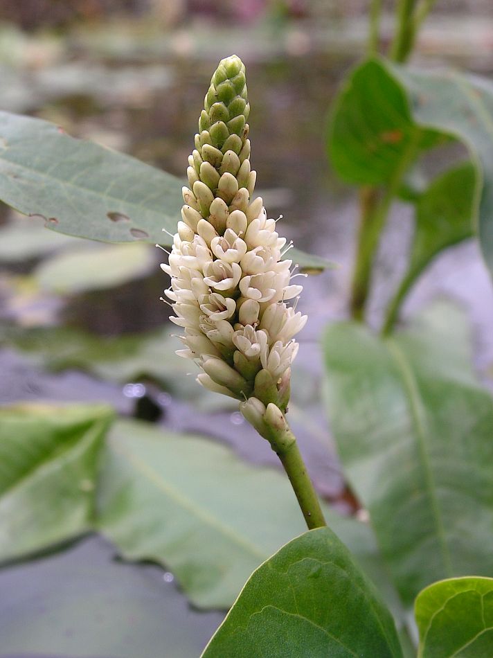 Image of Persicaria amphibia specimen.