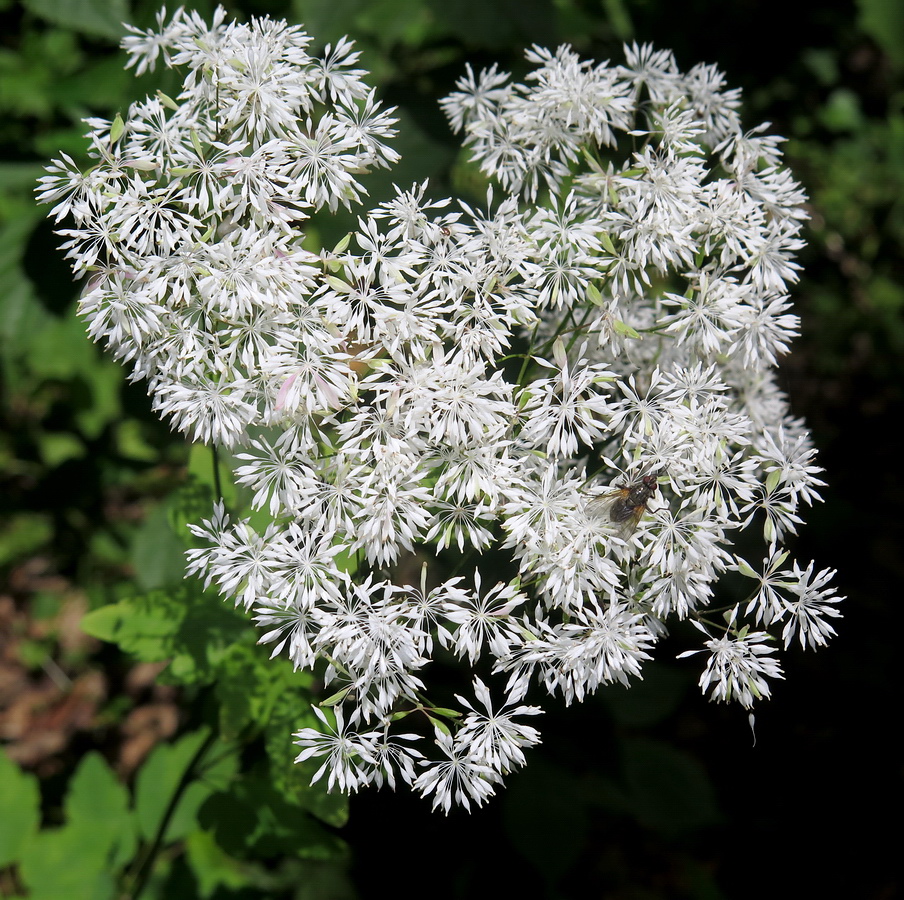 Image of Thalictrum tuberiferum specimen.