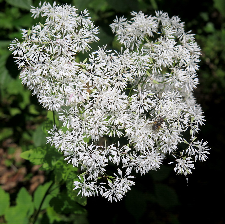 Изображение особи Thalictrum tuberiferum.