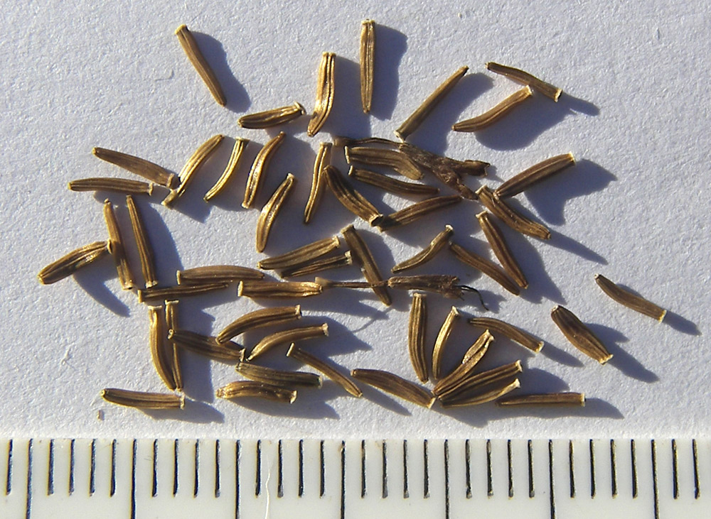 Image of Dolichorrhiza correvoniana specimen.