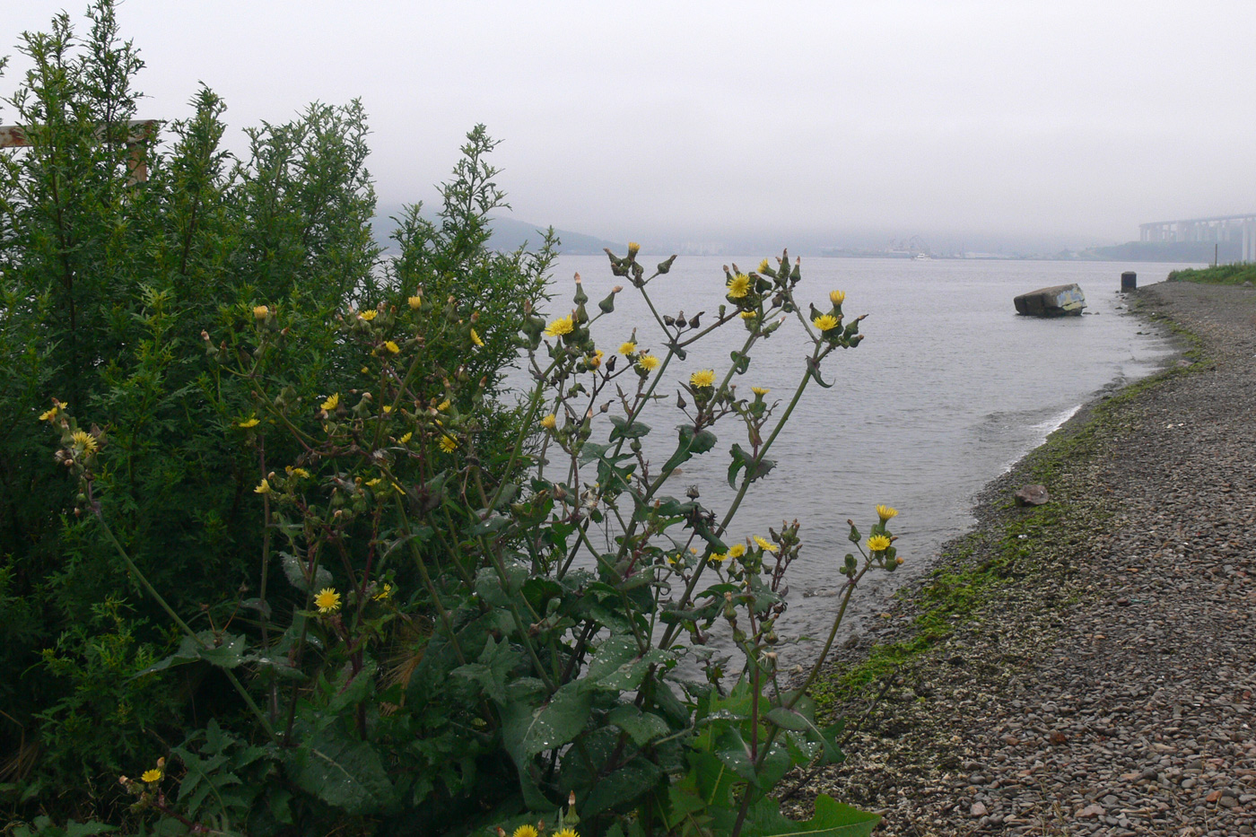 Изображение особи Sonchus oleraceus.