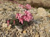 Dicentra peregrina