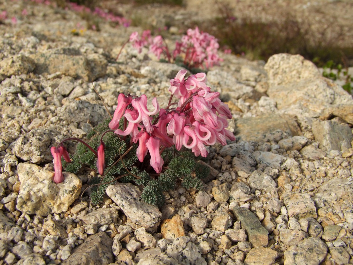 Image of Dicentra peregrina specimen.