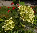 Hydrangea arborescens. Соцветия. Восточный Казахстан, г. Усть-Каменогорск, парк Жастар, в культуре. 04.09.2016.