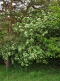 Sorbus aria