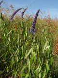 Veronica longifolia. Верхушки растений с бутонами. Магаданская обл., Ольский р-н, Ольское шоссе, разнотравный луг. 31.08.2015.