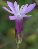 Knautia orientalis