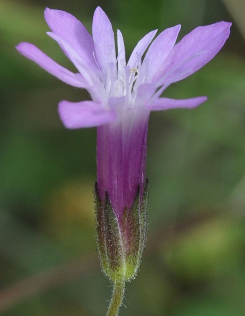 Изображение особи Knautia orientalis.