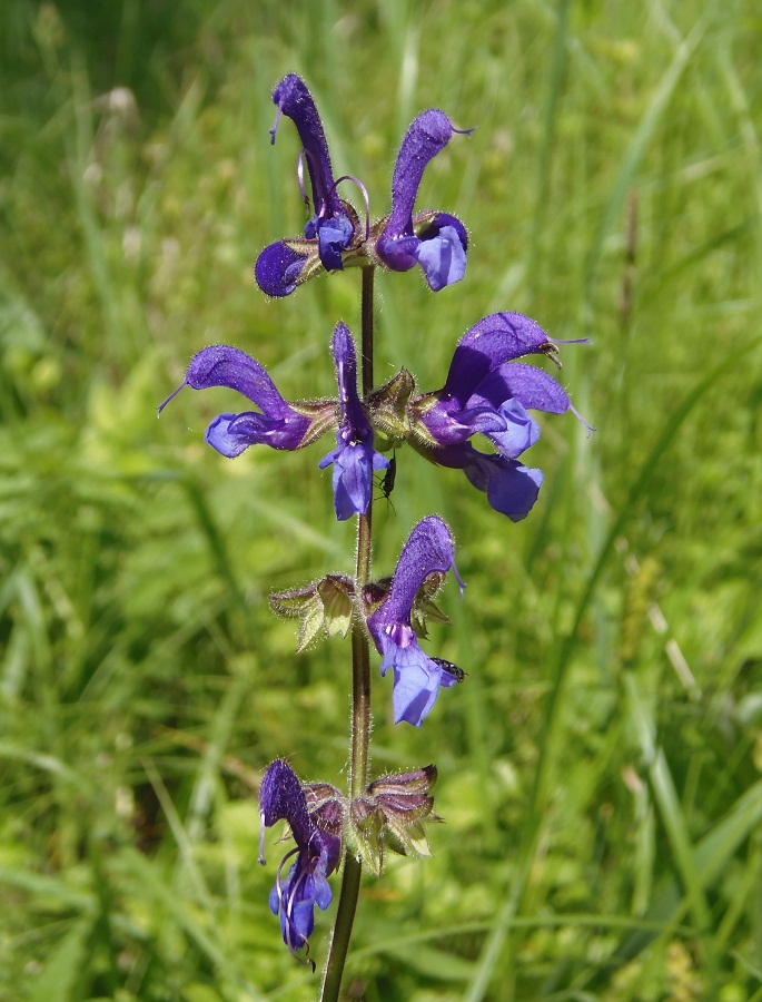 Изображение особи Salvia stepposa.