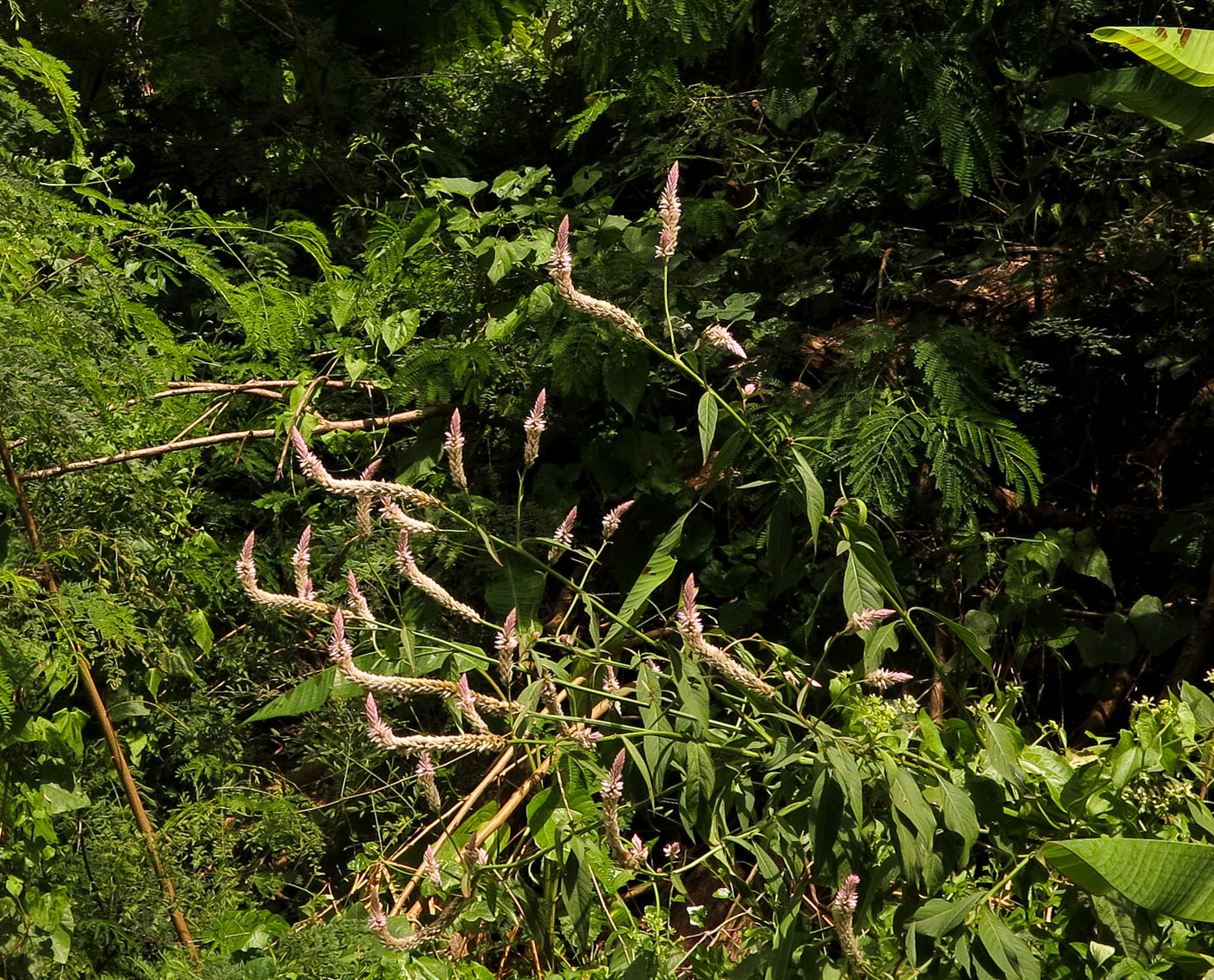 Image of Celosia spicata specimen.