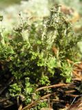 род Cladonia