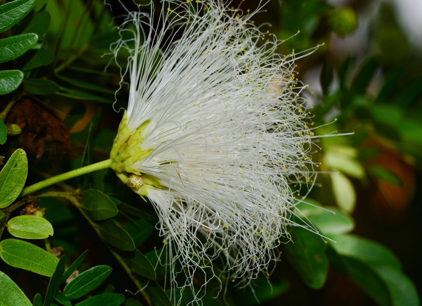 Image of Calliandra haematocephala specimen.