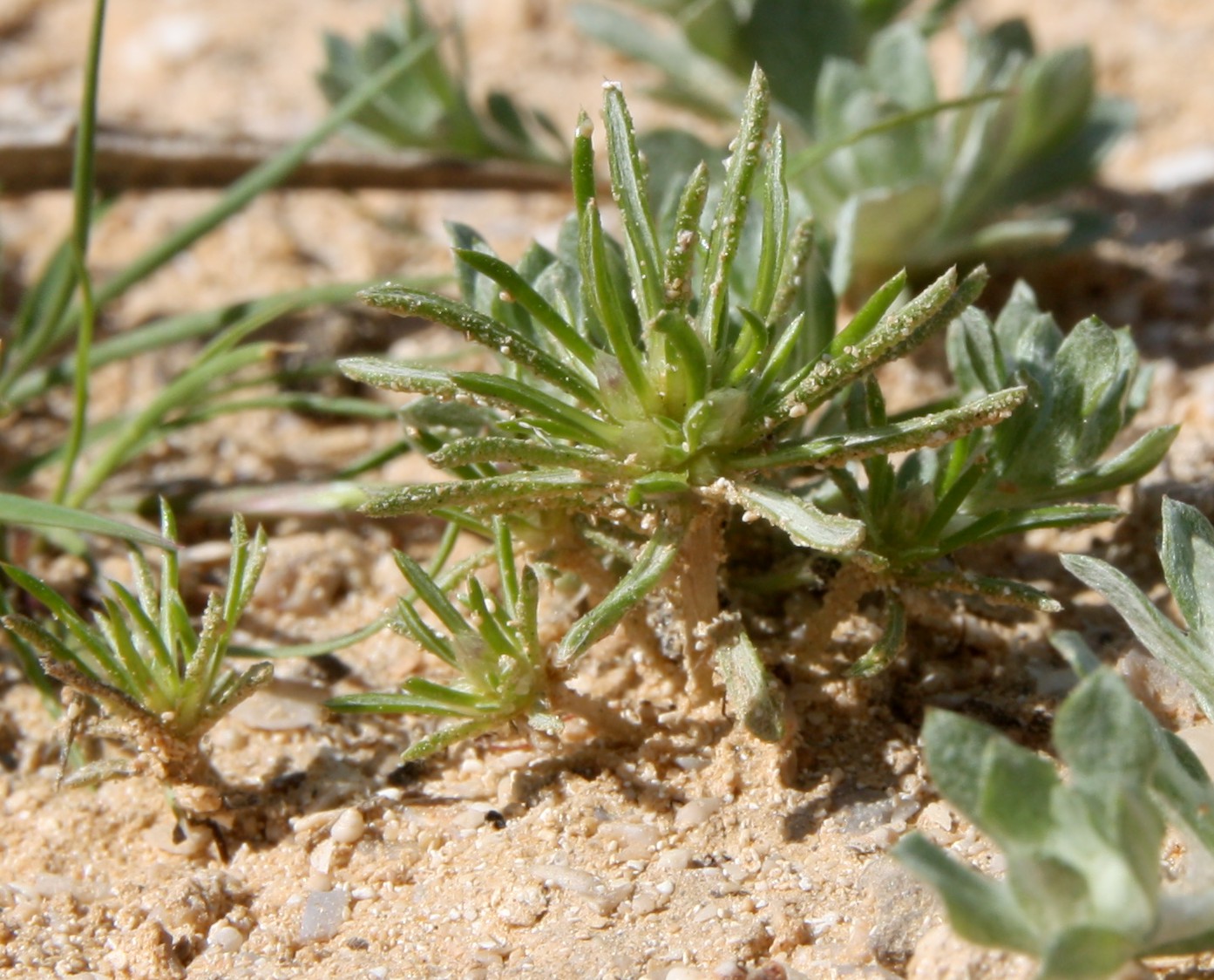 Image of Ifloga spicata specimen.