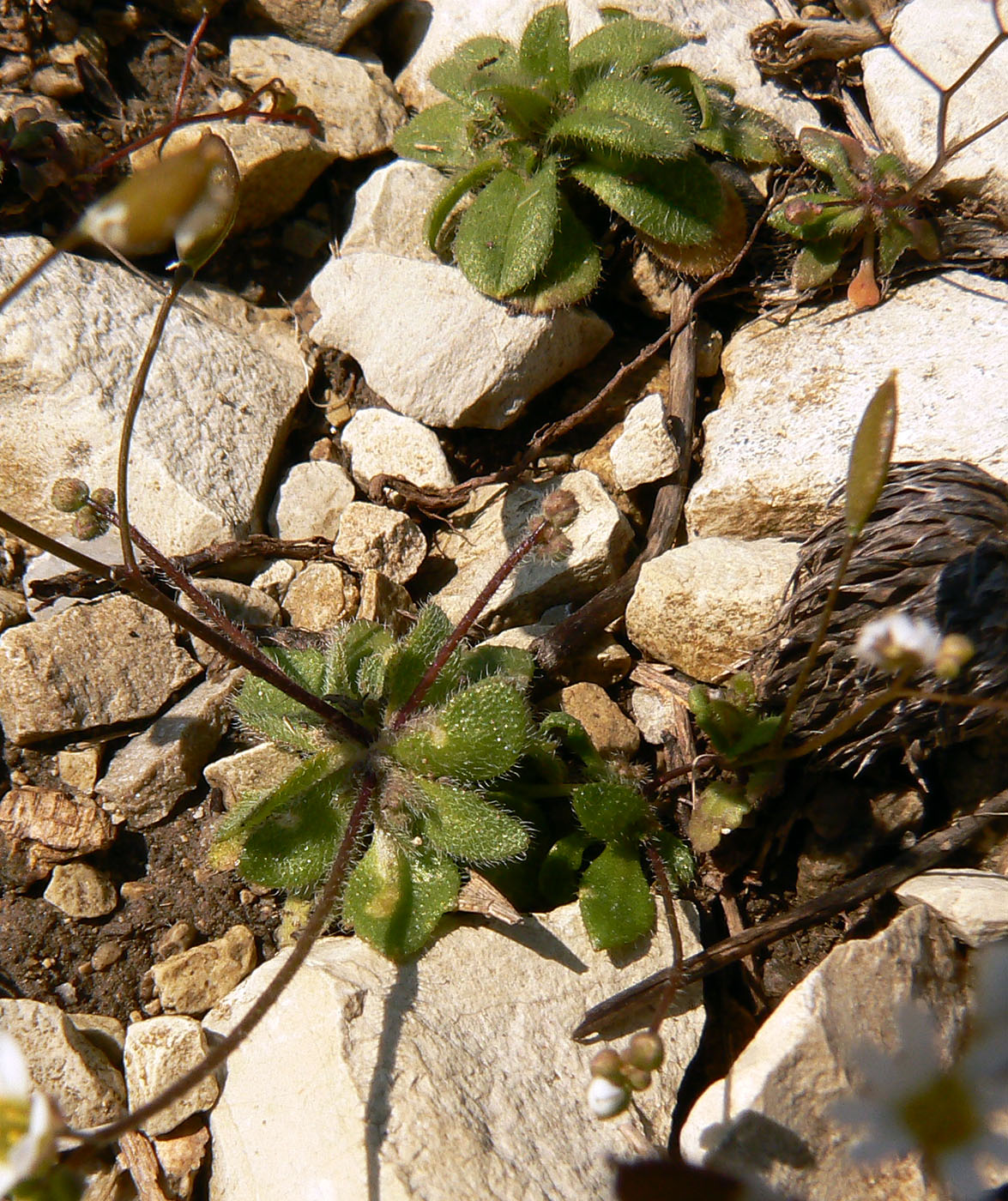 Изображение особи Erophila verna.