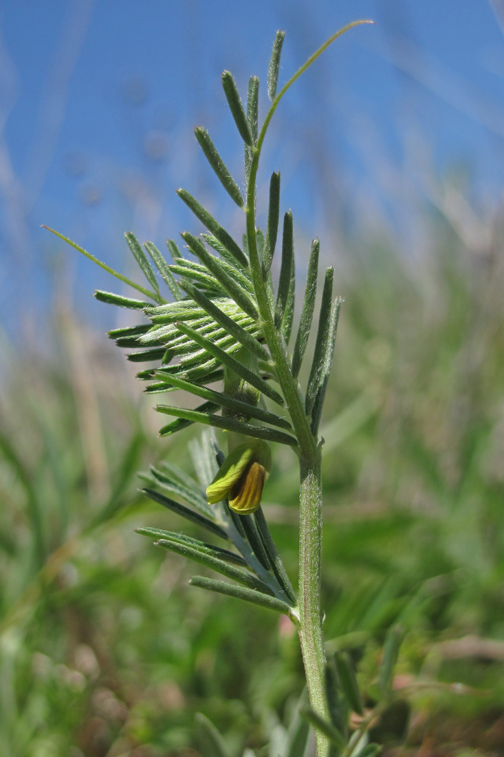 Изображение особи Vicia anatolica.