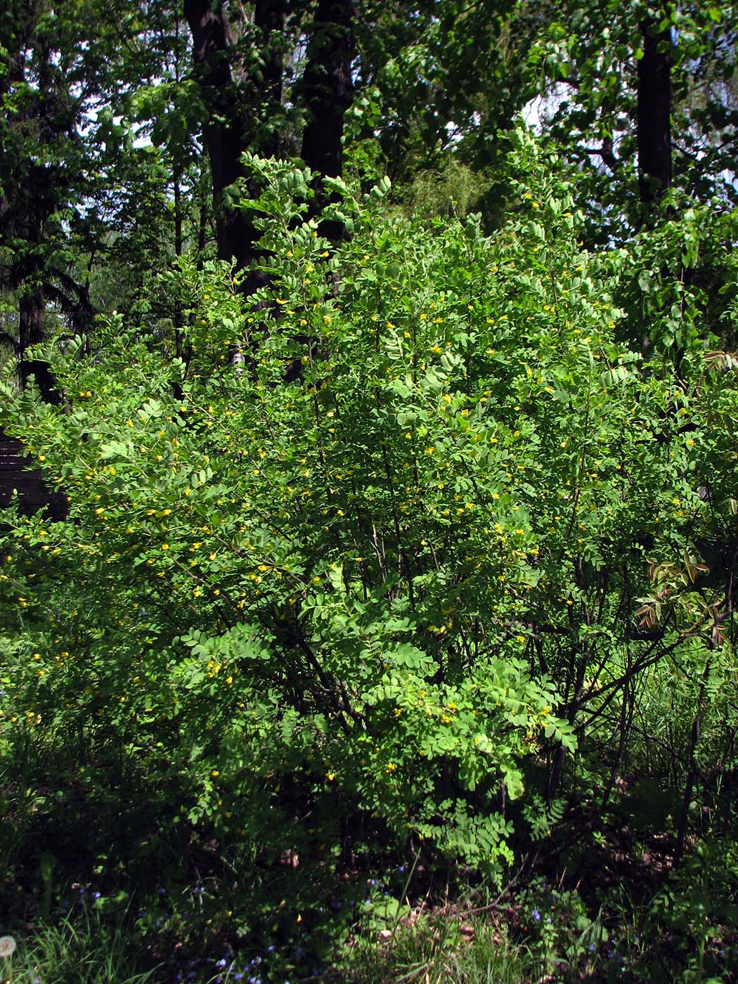 Image of Caragana arborescens specimen.