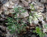 Corydalis angustifolia. Цветущее растение. Армения, Котайская обл., г. Цахкадзор, территория монастыря Кечарис. 29.04.2017.