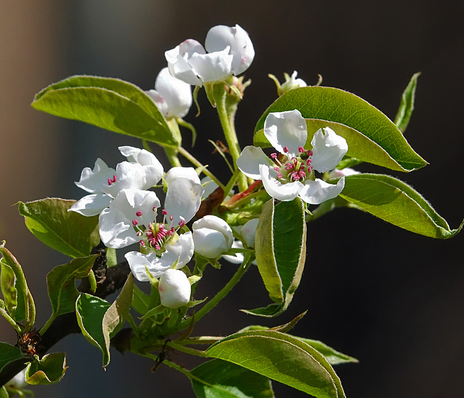 Image of Pyrus communis specimen.