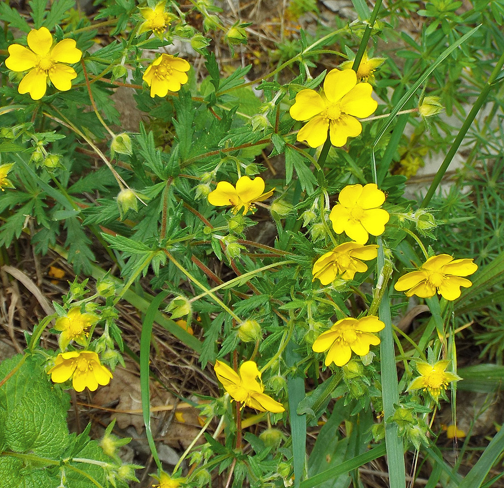 Image of Potentilla caucasica specimen.