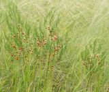 Asparagus officinalis