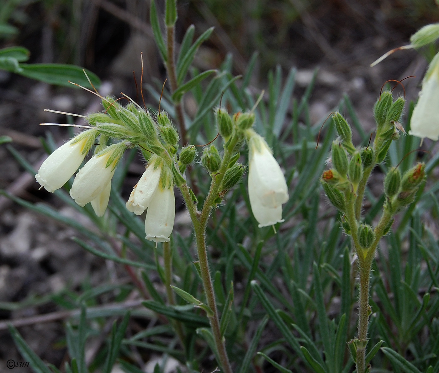 Image of Onosma tanaitica specimen.