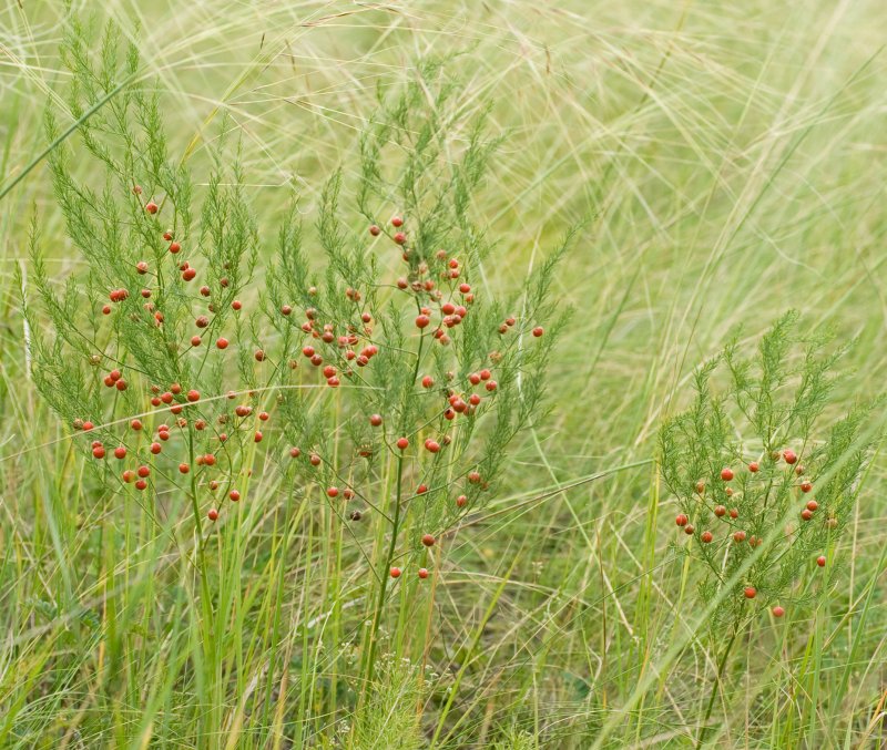 Изображение особи Asparagus officinalis.