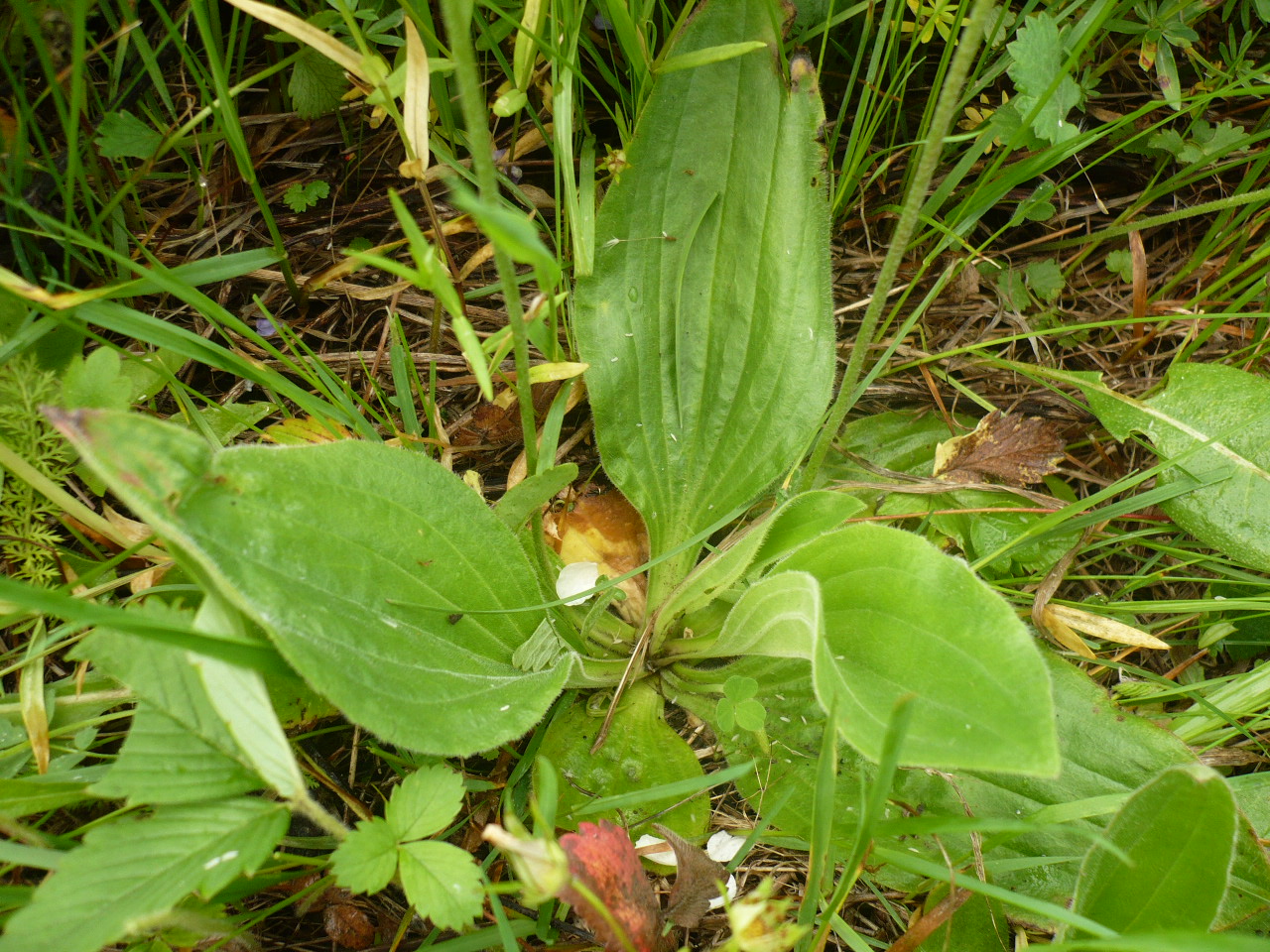 Изображение особи Plantago media.