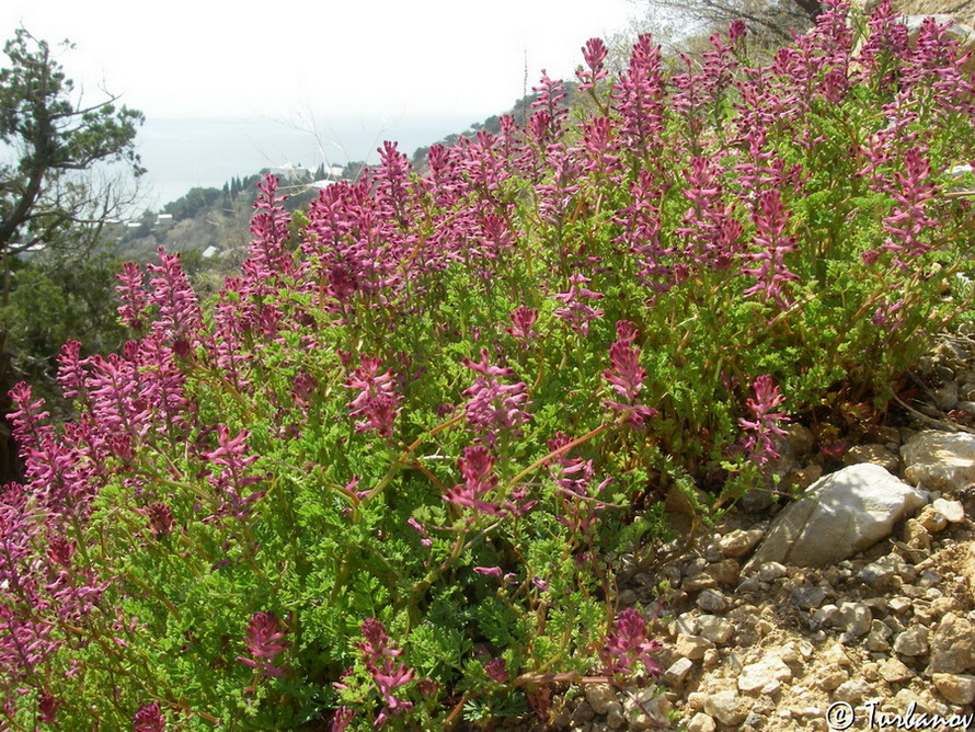 Image of genus Fumaria specimen.