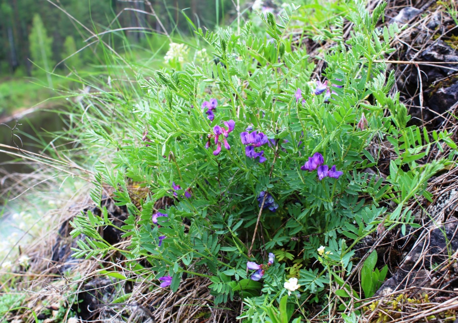 Изображение особи Vicia uralensis.