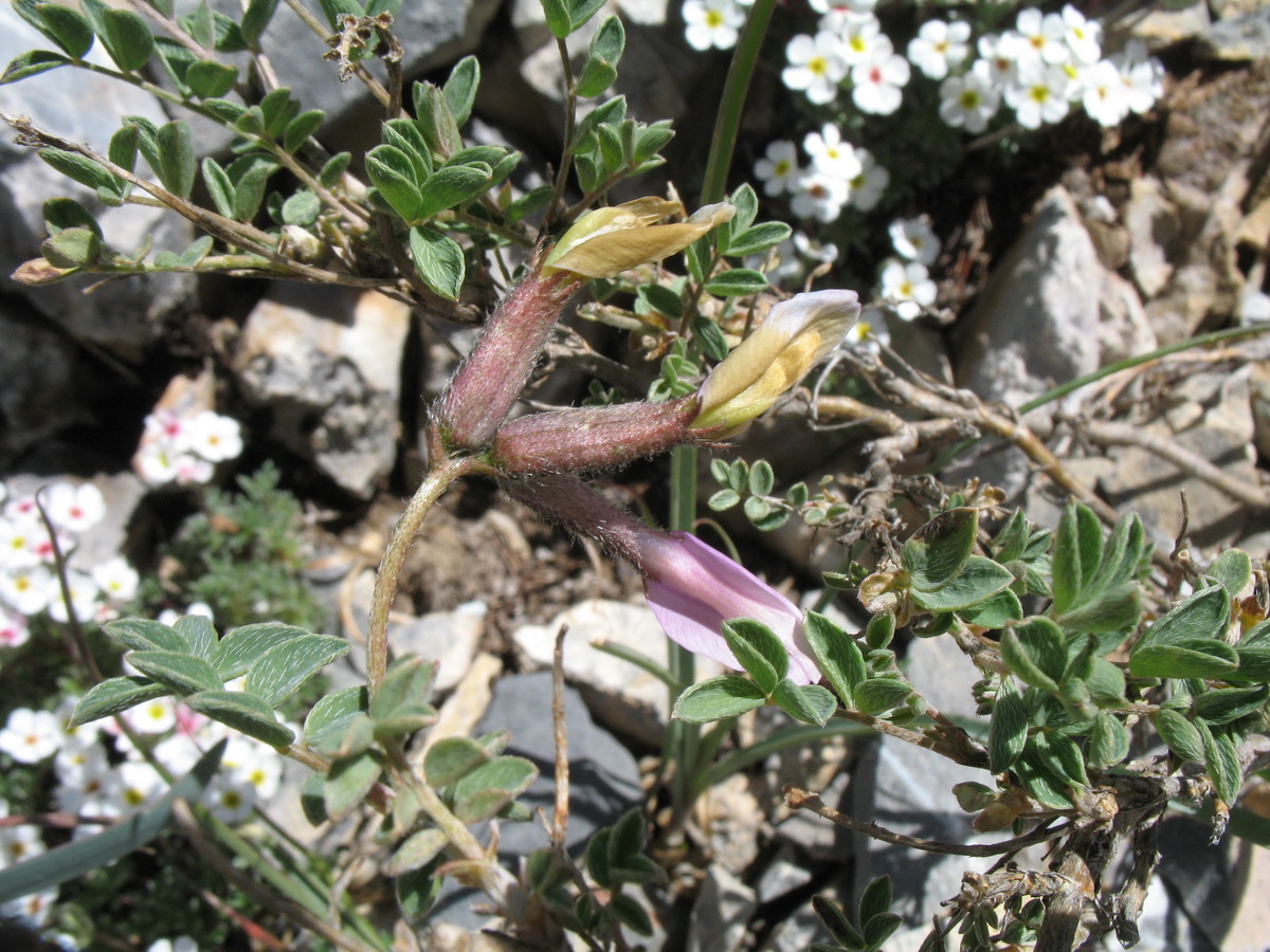 Изображение особи Astragalus variegatus.