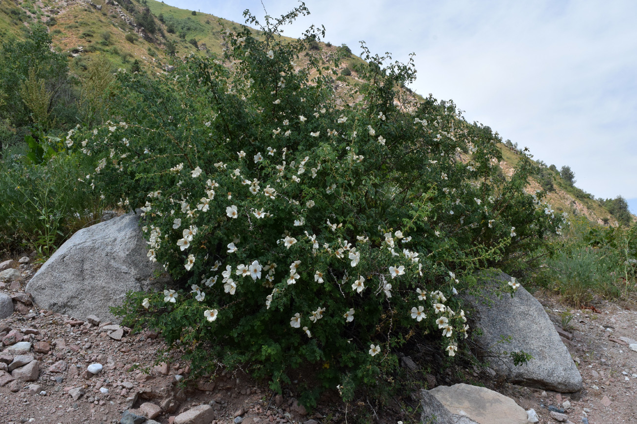 Image of Rosa fedtschenkoana specimen.