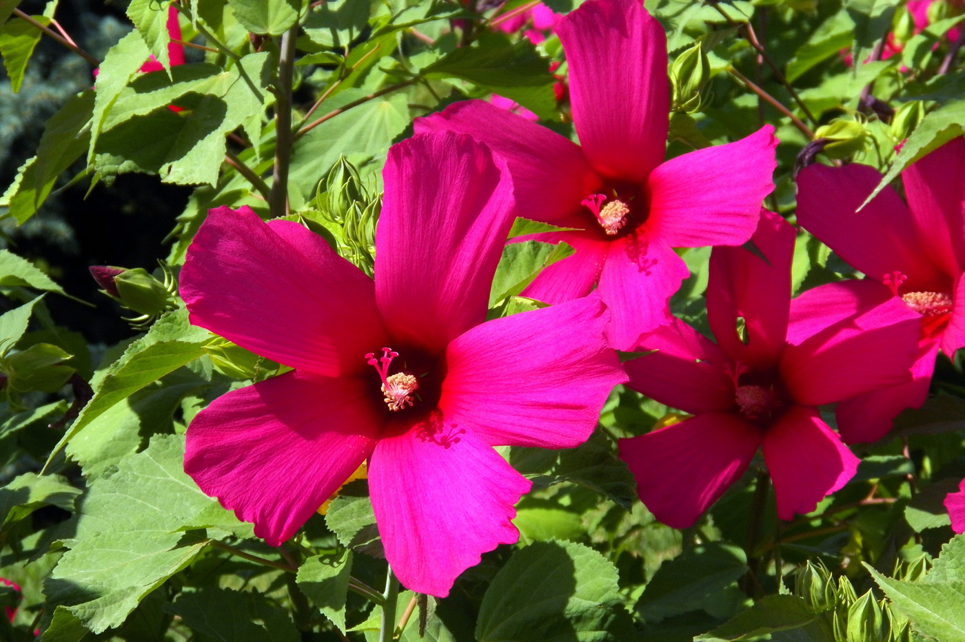 Image of Hibiscus &times; hybridus specimen.