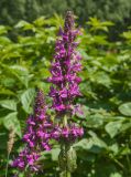 Betonica officinalis
