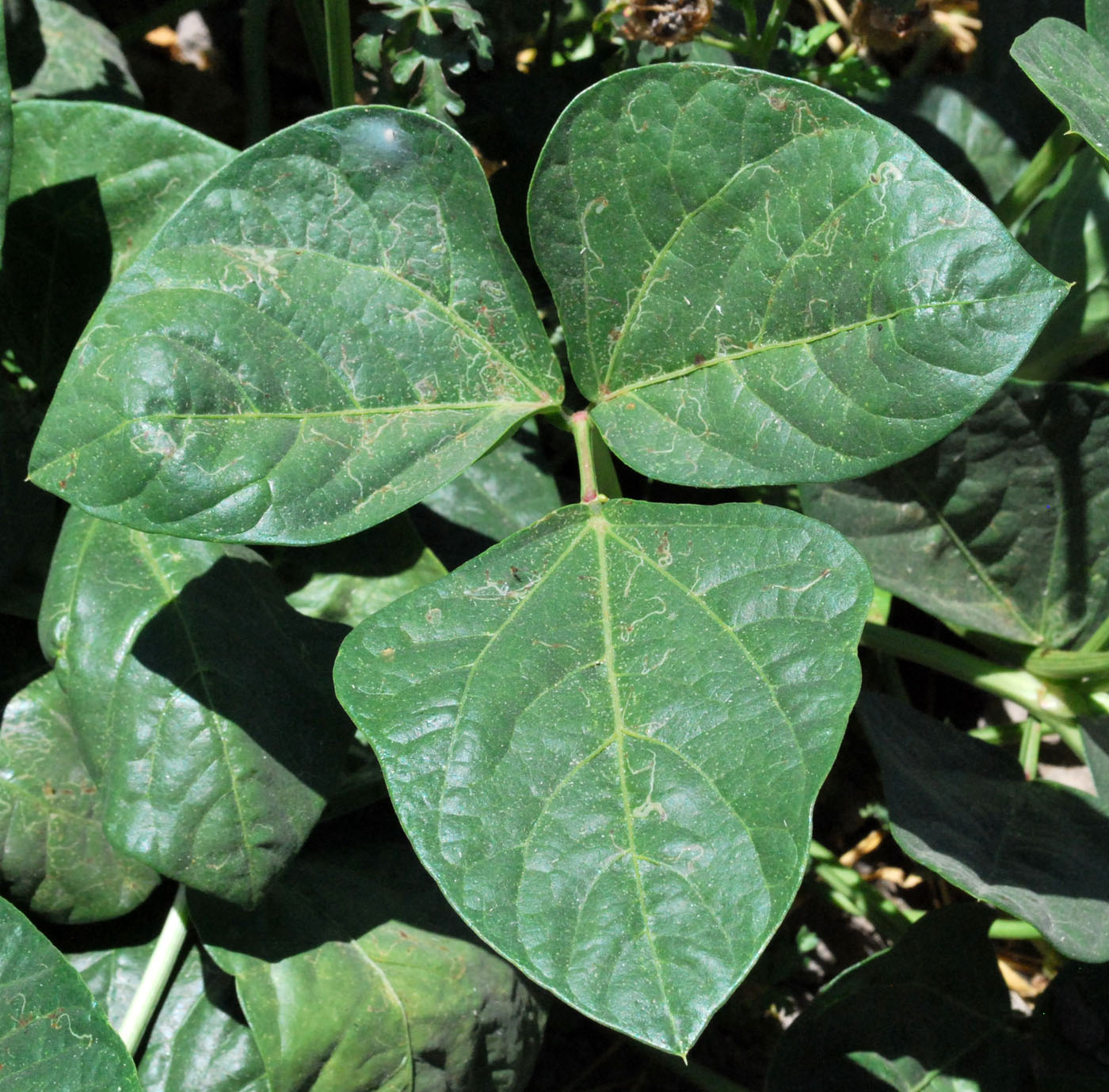 Image of Vigna unguiculata specimen.